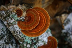 Beatrice Society - Chaga mushroom growing on birch