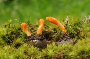 Beatrice Society - Cordyceps militaris fungus on a butterfly cocoon