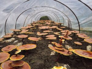 Beatrice Society - Mushrooms growing on a farm
