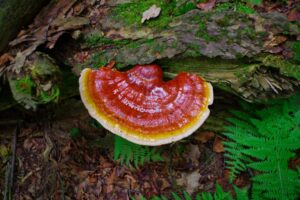 Beatrice Society - Reishi mushroom growing in the wild