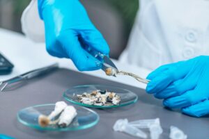 Beatrice Society - Psilocybin mushrooms being prepared in a lab