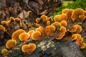 Beatrice Society - Reishi mushrooms growing in the wild