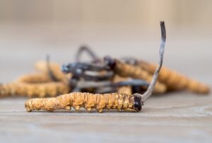 Beatrice Society - Ophiocordyceps mushrooms