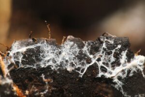 Beatrice Society - A mycelium network of fungal threads or hyphae