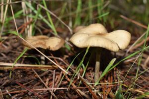 Beatrice Society - Psilocybe cyanescens, aka the wavy cap mushroom