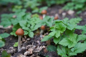Beatrice Society - Psilocybe cyanescens, aka wavy cap mushrooms