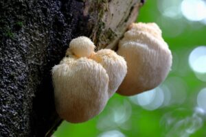 Beatrice Society - Lion's mane mushrooms growing on a tree