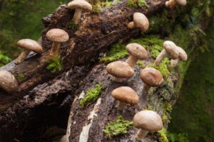 Beatrice Society - Shiitake mushrooms growing on trees