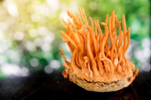 Beatrice Society - Cordyceps militaris mushrooms