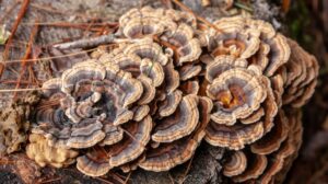 Beatrice Society - Turkey tail mushrooms