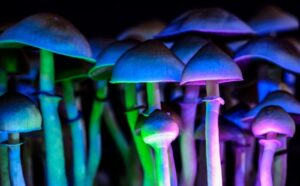 Beatrice Society - Psilocybin mushrooms