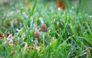 Beatrice Society - Liberty cap mushrooms