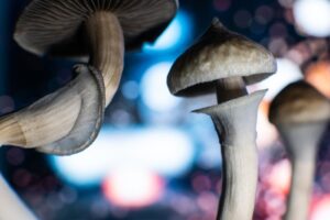 Beatrice Society - Psilocybe cubensis