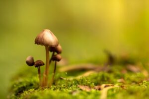Beatrice Society - Fantastic fungi in the wild