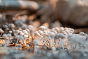 Beatrice Society - Psilocybe Semilanceata (aka Liberty Cap mushrooms)