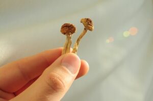 Beatrice Society - Psilocybin mushrooms for microdosing
