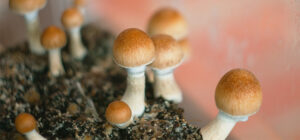 Penis Envy mushrooms: the strongest cubensis strain - Beatrice Society