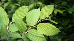 Beatrice Society - Slippery Elm (Ulmus rubra)