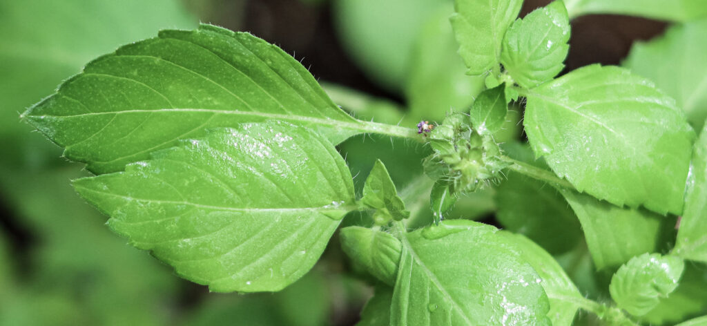 Holy Basil