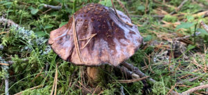 Beatrice Society - Foraging for mushrooms