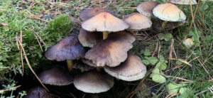 Beatrice Society - Group of foraged mushrooms