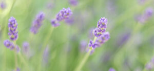 Beatrice Society - Lavender (Lavandula angustifolia)