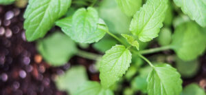 Beatrice Society - Skullcap (Scutellaria lateriflora)