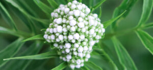 Beatrice Society - Valerian (Valeriana officinalis)