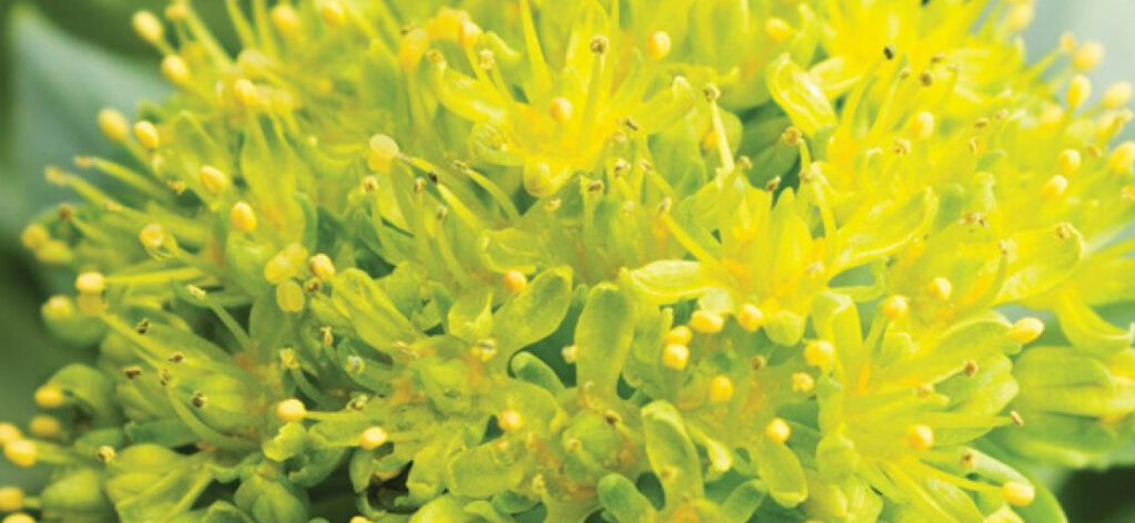 Rhodiola - adaptogens for adrenal fatigue