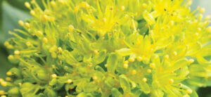 Beatrice Society - Rhodiola (Rhodiola rosea) 