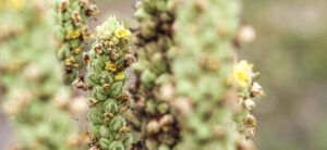 Mullein - Beatrice Society
