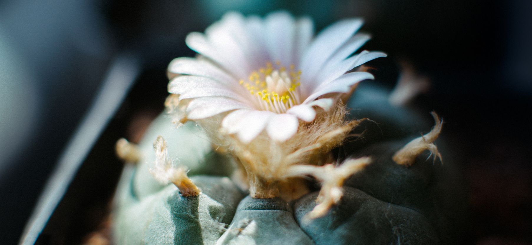 Peyote Cactus 