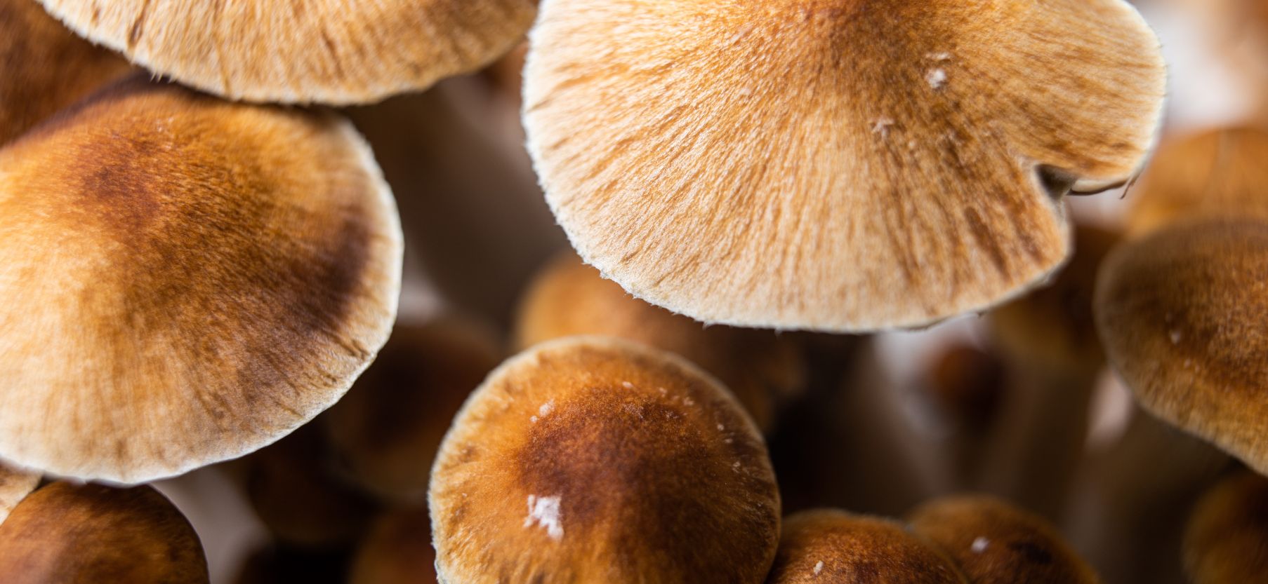 Psilocybin Mushrooms