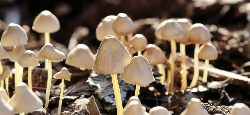 Psilocybe semilanceata - Beatrice Society