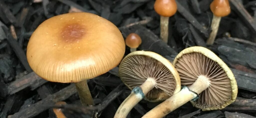 Psilocybe stuntzii - Beatrice Society