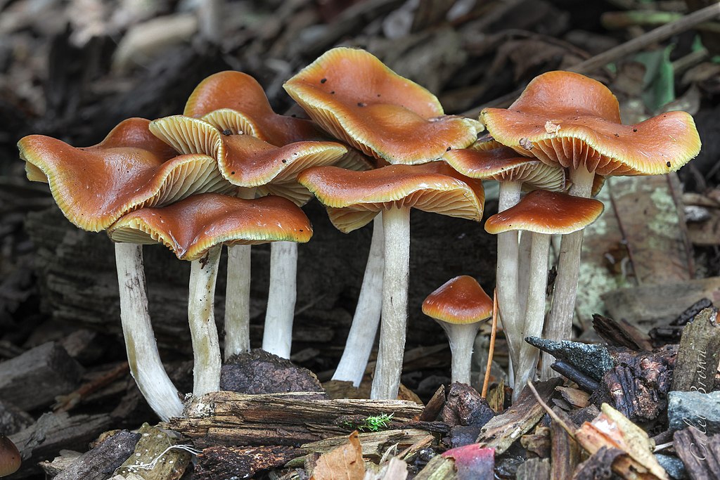 Psilocybe cyanescens - Beatrice Society