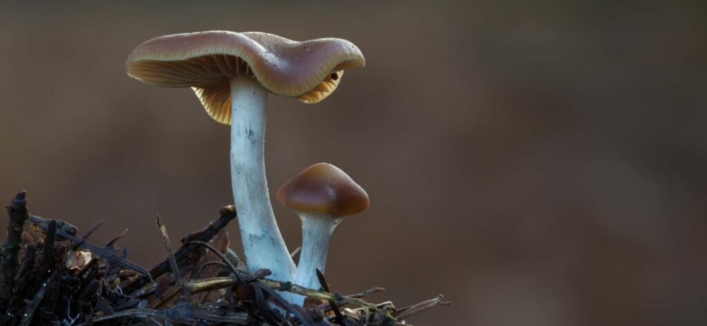 psilocybe Cyanescens - Beatrice Society