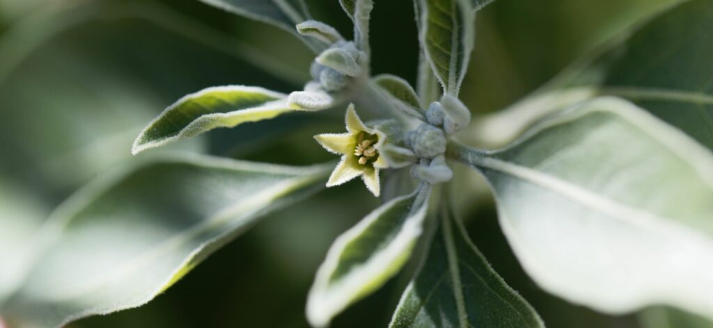 Ashwagandha plant and flower - Beatrice Society