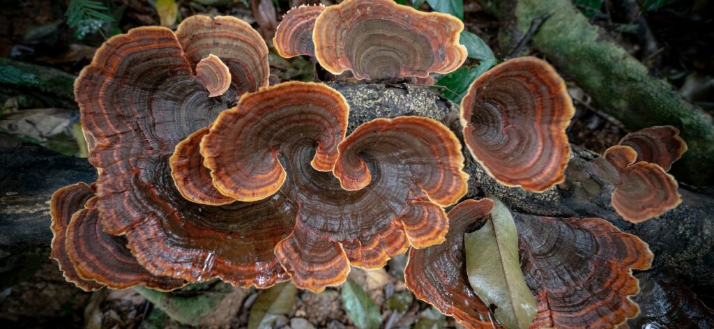 Turkey Tail Mushrooms

