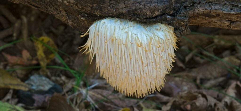 is lion's mane psychedelic