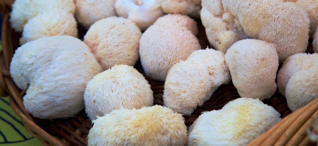 several lion's mane mushrooms