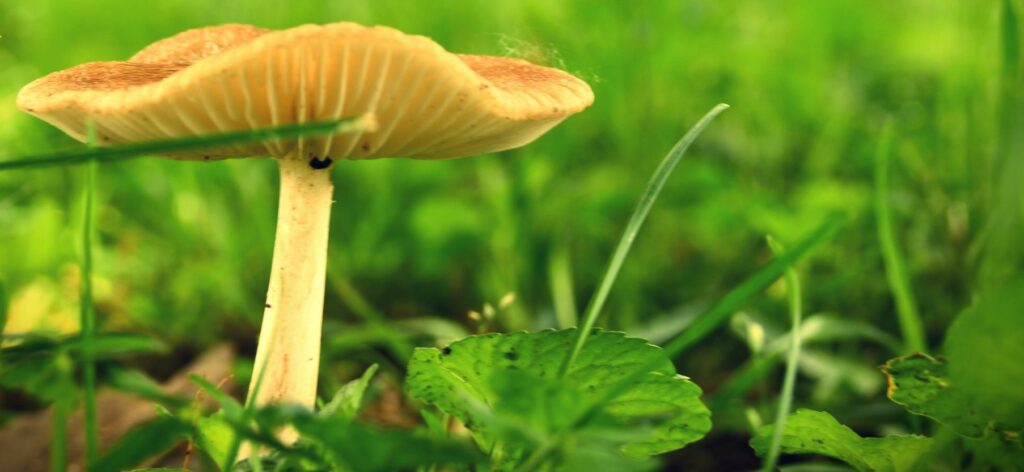 are psychedelic mushrooms safe
