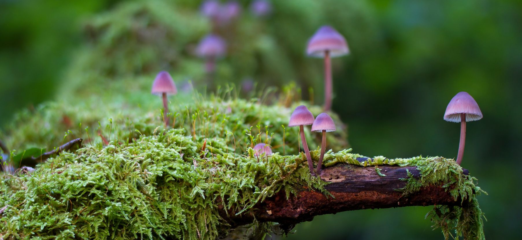 functional mushrooms vs. psychedelic mushrooms