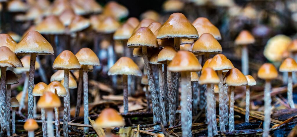 what are psychedelic mushrooms