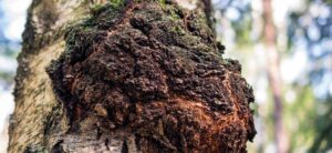 Medicinal chaga mushroom - Beatrice Society
